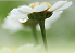 Asociace Entente Florale CZ - Souznění s rostlinami