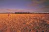 Indian Pacific Gallery, foto: Great Southern Rail