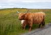Highlands cows, foto: Matouš Vinš