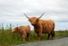 Highlands cows, foto: Matouš Vinš